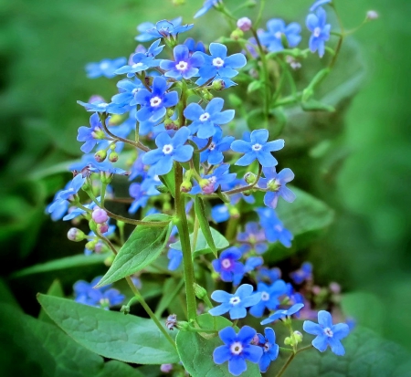 Forget me not - flowers, image, expression, color, new, wallpaper