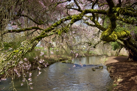 River - nature, water, jungle, river