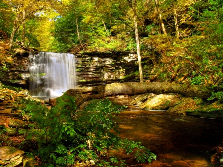 Forest Waterfall - river, trees, water, stones, rocks