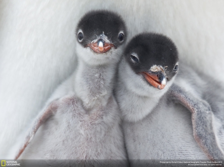 Embrace - bird, birds, winter, antartic, friendship, love, sweet, embrace, cold, cute, Penguin