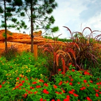 Backyard garden