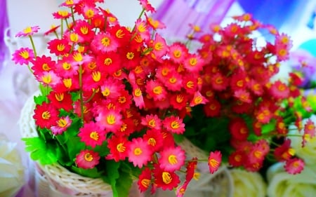 Beautiful flowers - pretty, flowers, petals, red