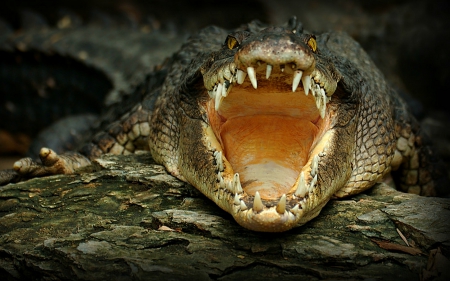 Waiting for Captain Hook... - nature, log, reptile, crocodile