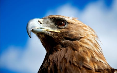 Golden Eagle - eagle, nature, birds, golden