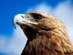 Golden Eagle