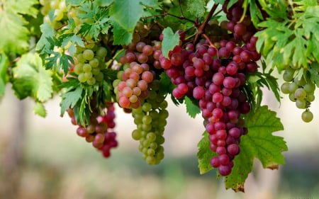 Grapes on the Vine - leaves, nature, grapes, vines