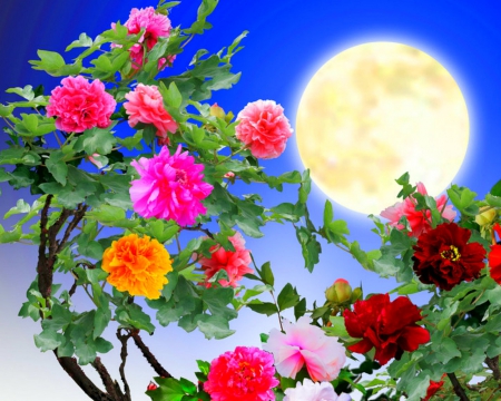 Beautiful flowers and moon - moon, flowers, rose, artistic