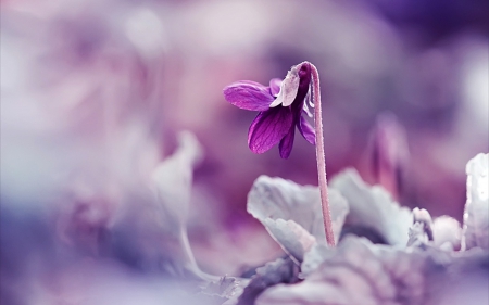 Spring wonder - white, purple, beauty, spring, flower, pink