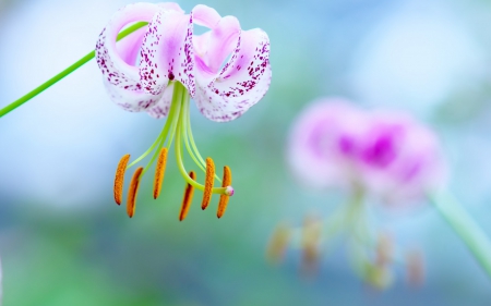 Beauty - nature, blue, green, beauty, orange, flower, pink, lily