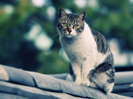 Cat - white, animal, spot, cat, grey, green