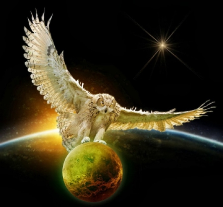 flying with the moon - owl, moon, birds, flying, animals