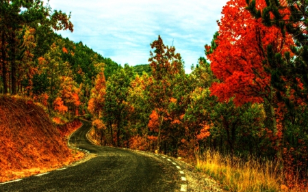 Autumn Road - fall, colors, trees, season