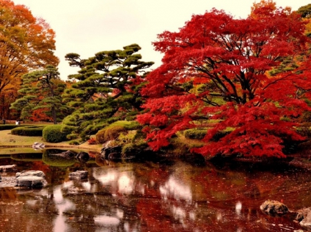 Japanese garden in fall season - fall season, nature, garden, japanese