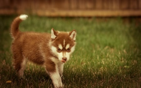 Dog - beautiful, face, puppies, animals, playful dog, playful, dog face, lovely, puppy, sweet, dogs, cute, pretty