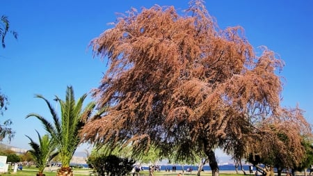 aegean beach