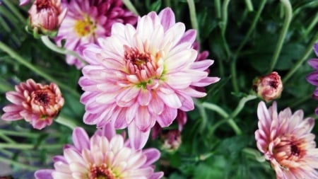 Purple Posies - pretty purple, purple, purple posies, purple flower