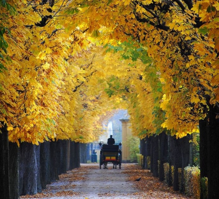 Vienna - road, beauty, nature, autumn