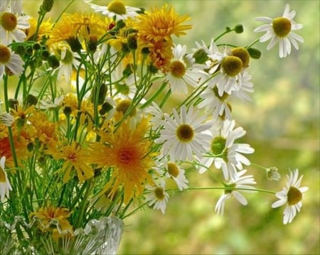 beauty of flowers - daisy, flowers, beauty, nature