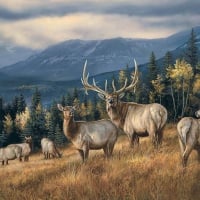 GOLDEN ELK