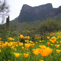 Picacho Peak State Park, Arizona