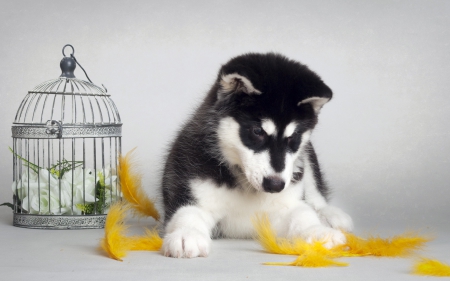 *** Husky puppy *** - dog, animal, dogs, animals