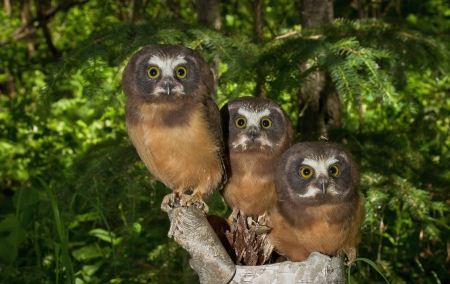 *** Owls *** - owls, birds, animal, animals