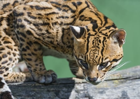 *** Ocelot *** - cat, wild, animals, ocelot, animal