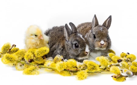 *** Great springtime view *** - animal, rabbits, chik, animals