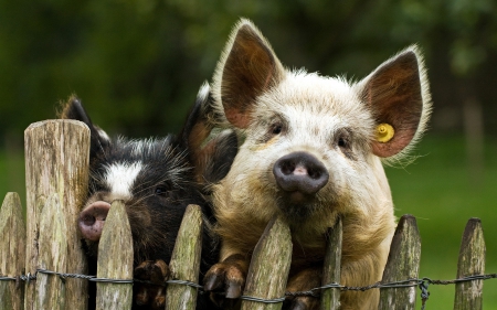 *** Funny pigs *** - animal, funny, animals, pigs