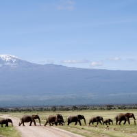 Amboseli National Park, Kenya Africa