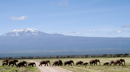 Amboseli National Park, Kenya Africa - national, africa, mountain, elephants, nature, field, amboseli, kenya, sky, animals, park