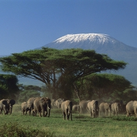 Amboseli National Park, Kenya Africa