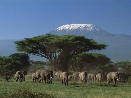 Amboseli National Park, Kenya Africa - national, trees, blue, africa, grass, mountain, elephants, nature, field, bunch, amboseli, kenya, sky, animals, park