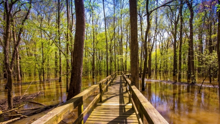 pinson bridge in tennessee wetlands - wetlands, wood, bridge, forest