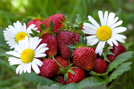 *** Strawberries and daisies *** - flower, flowers, daisies, nature, strawberries