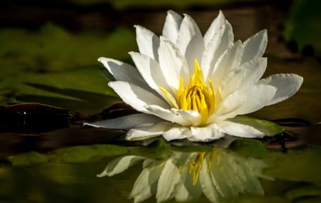 *** Water lily *** - flowers, water, nature, liliy, flower