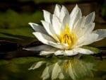 *** Water lily ***