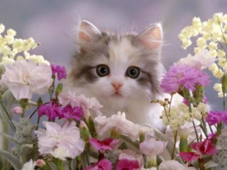 Purrs and petals - white, flowers, grey, kitten