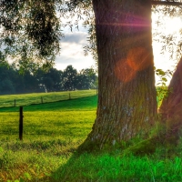 Beautiful - Trees in the Field