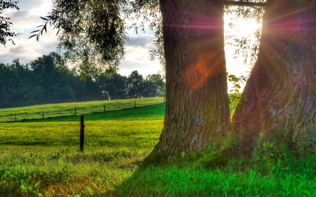 Beautiful - Trees in the Field - sky, sunshine, trees, sun, field, nature, beautiful, green, landscapes