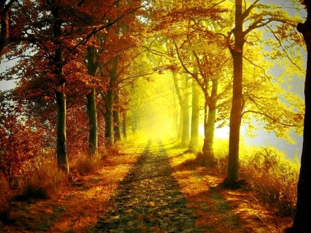 Autumn morning in the forest - forest, light, leaves, golden, nice, parh, woods, falling, sunlight, trees, beautiful, road, colors, morning, lovely, fall, glow, colorful, nature, rays, autumn, foliage, shine