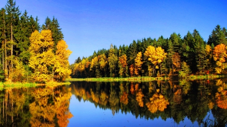 Fall reflections - quiet, blue, tranquil, crystal, leaves, shore, lake, sky, falling, trees, water, colors, fall, river, nature, autumn, clear