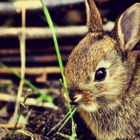Bunny
