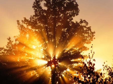 Sunrise. - nature, autumn, forests, sunrise