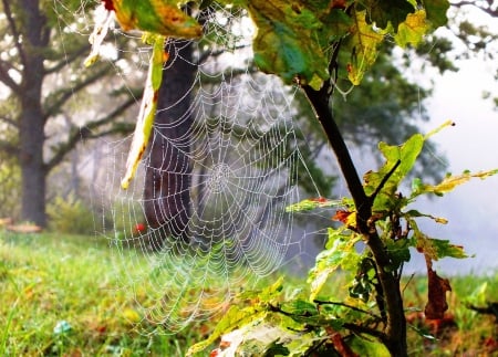 Morning. - forests, nature, animals, autumn