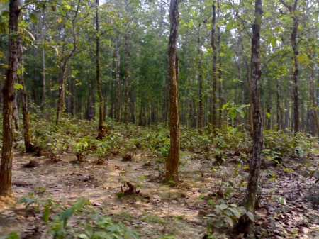 Bhawal National Park, Bangladesh - national, trees, forest, bhawal, ground, nature, green, plants, bangladesh, limbs, park