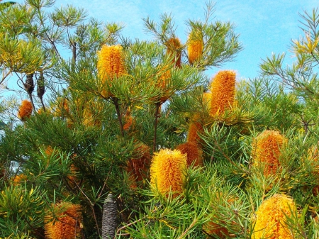 BEAUTIFUL BANKSIA - banksia, nature, yellow, flower