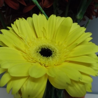 GERBERA