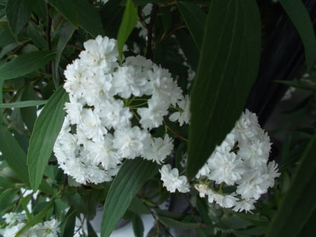 MAY BUSH FLOWERS - white, may, flowers, bush