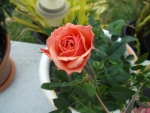 MINATURE ROSE